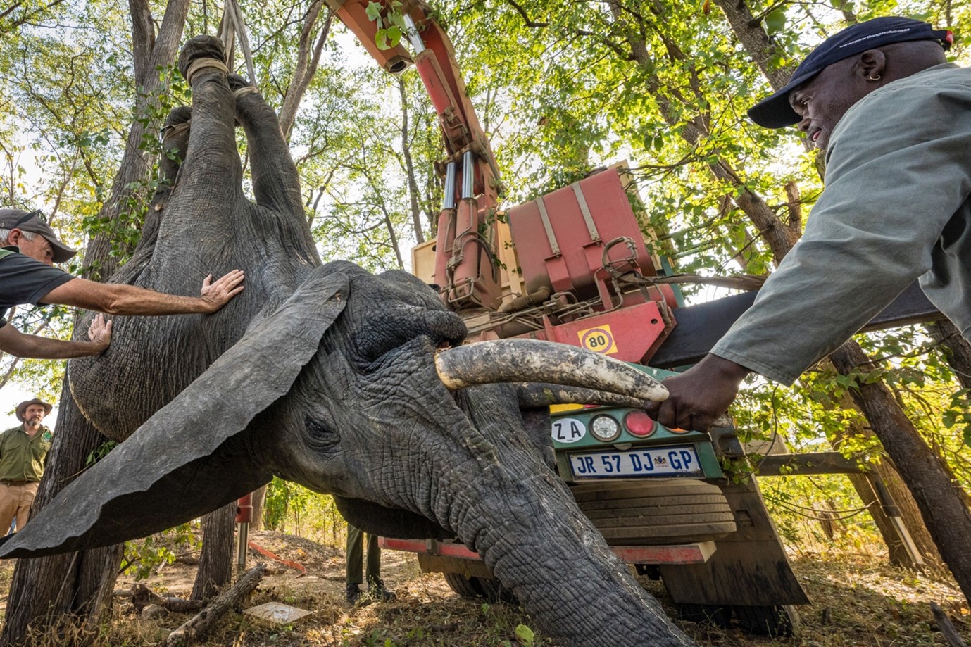 AN ELEPHANT TRANSLOCATION IN MALAWI