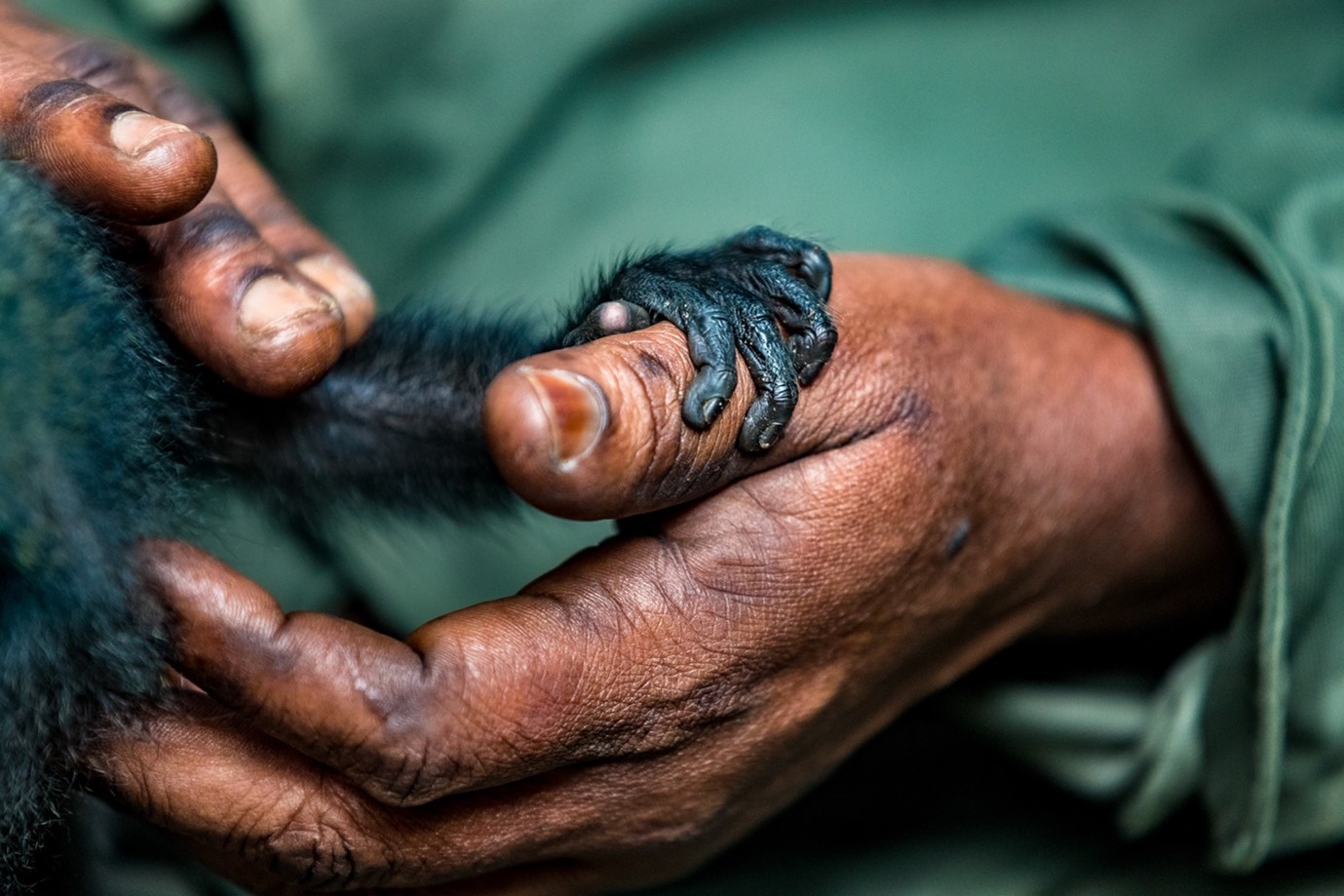 A RESCUED PUTTY-NOSED MONKEY WITH A RANGER IN ODZALA-KAKUA NATIONAL PARK, REPUBLIC OF CONGO