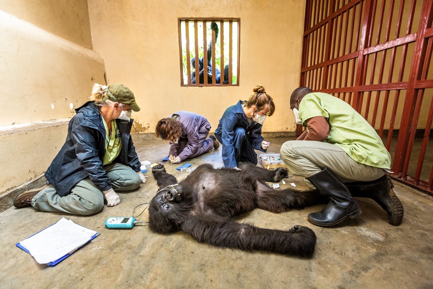 VETERINARIANS CONDUCTING A HEALTH EXAMINATION ON AN ORPHANED MOUNTAIN GORILLA IN VIRUNGA NATIONAL PARK, DR CONGO