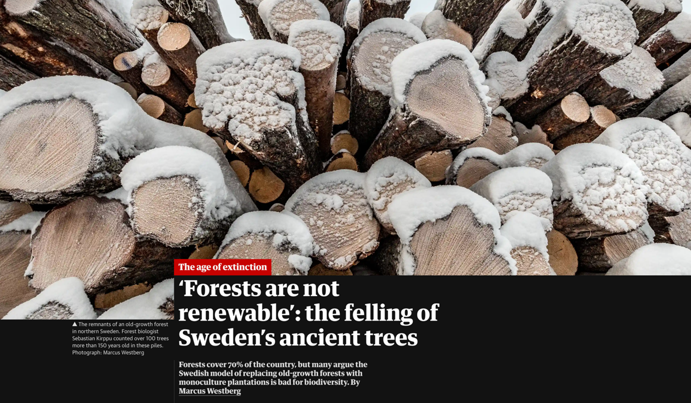 A 2021 ARTICLE ABOUT SWEDEN’S UNSUSTAINABLE FORESTRY PRACTICES IN THE GUARDIAN.