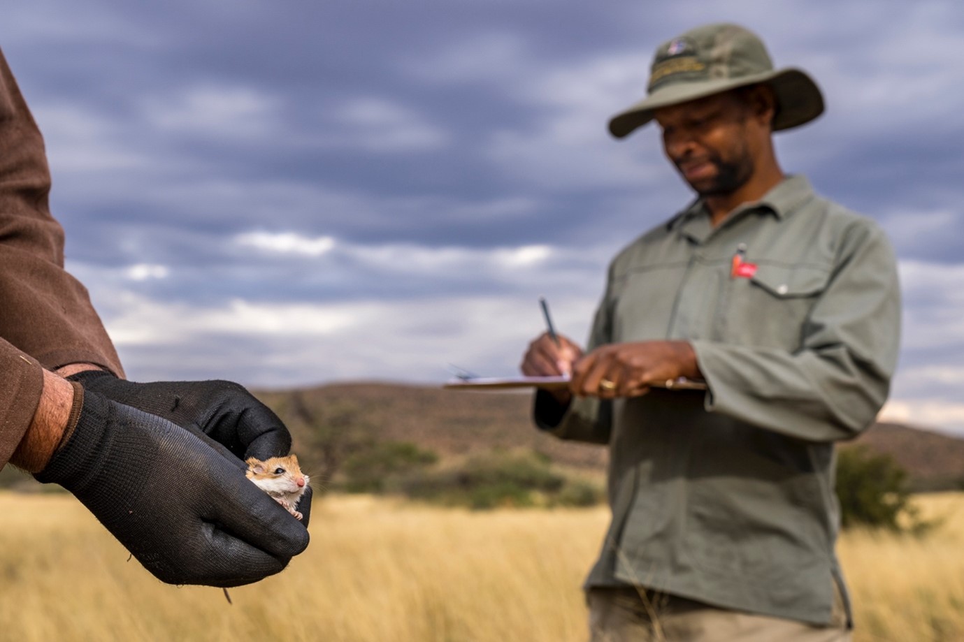 A RESEARCH TEAM CONDUCTING A NON-INTRUSIVE SURVEY OF SMALL MAMMALS AT TSWALU