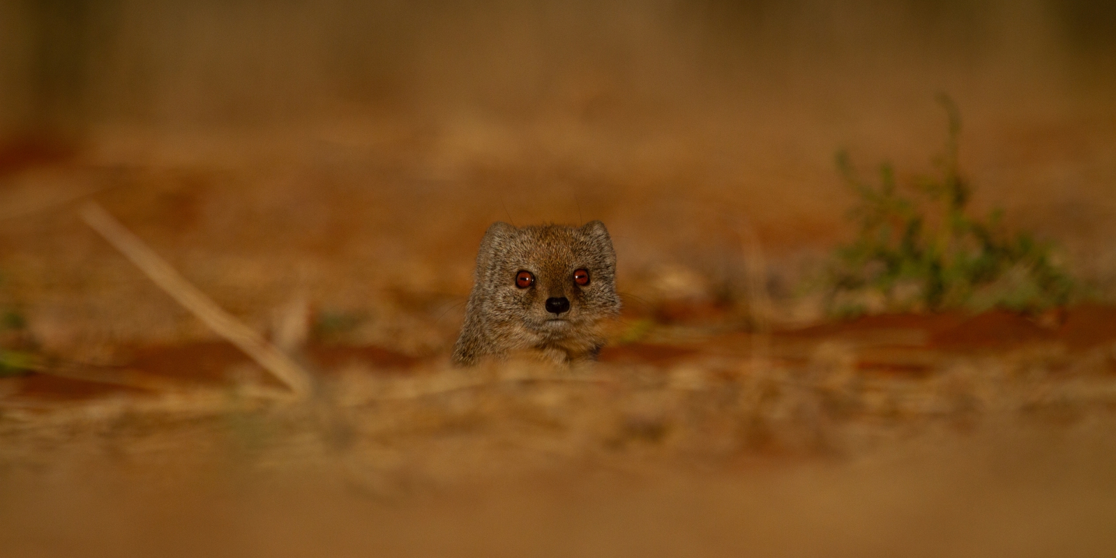 Yellow mongoose