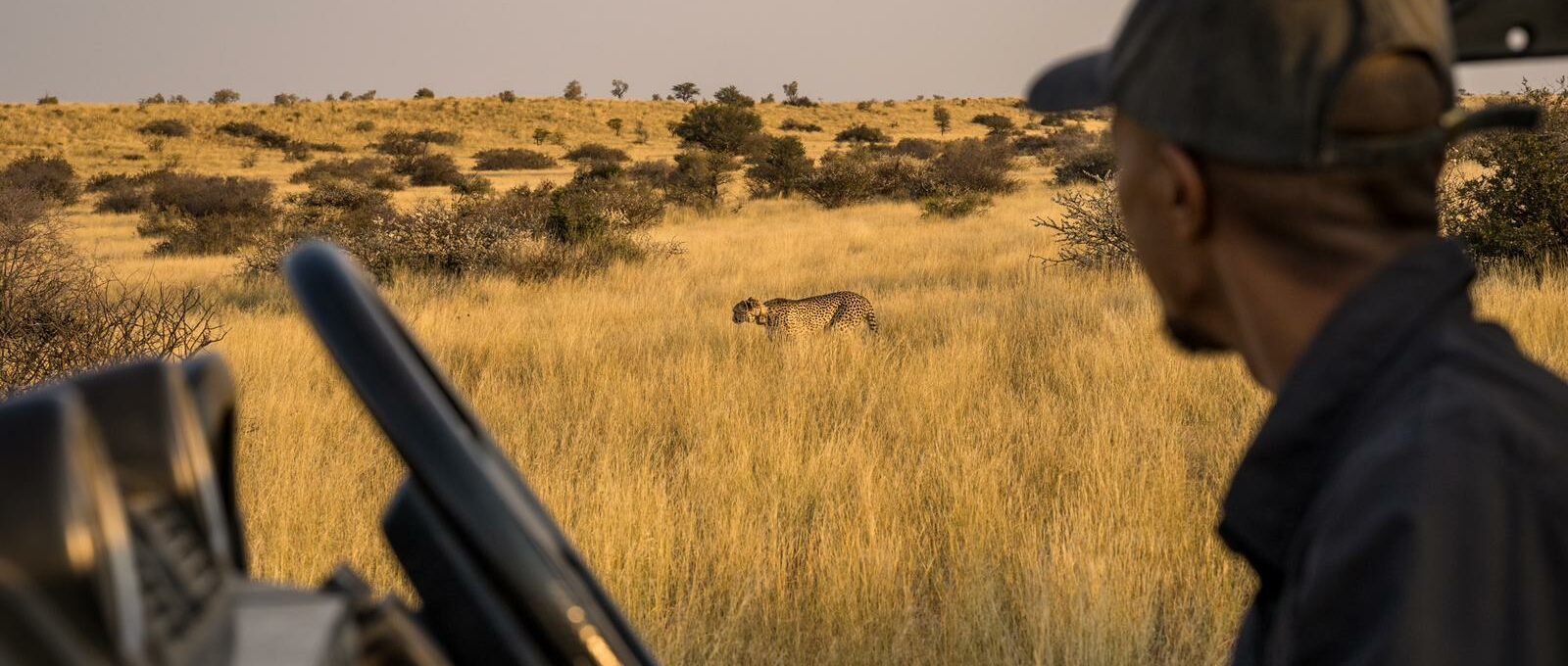 Viewing cheetah from the vehicle