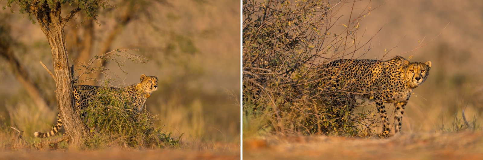 Cheetah moves from one shrub to another scanning the horizon to the north