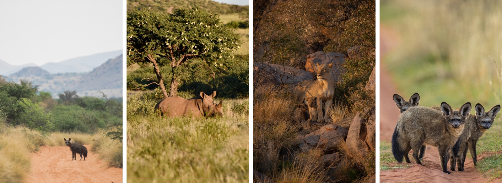 Brown hyena, rhino, lion, bat-eared fox