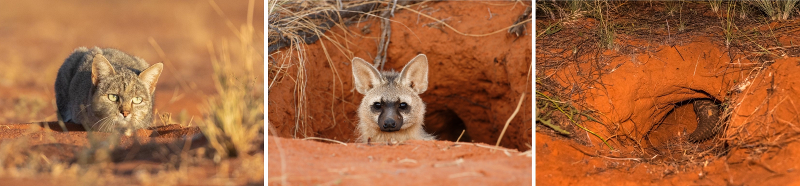 African wild cat; Aardwolf; and pangolin