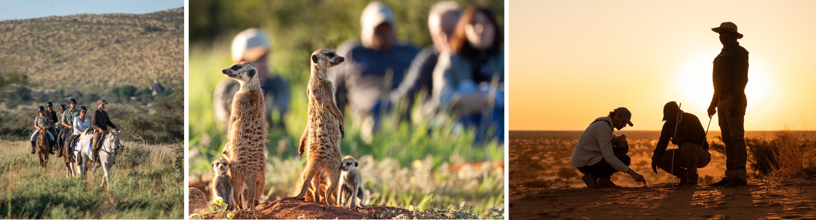 Experiences: Horse riding, meerkat encounter, guiding and tracking 