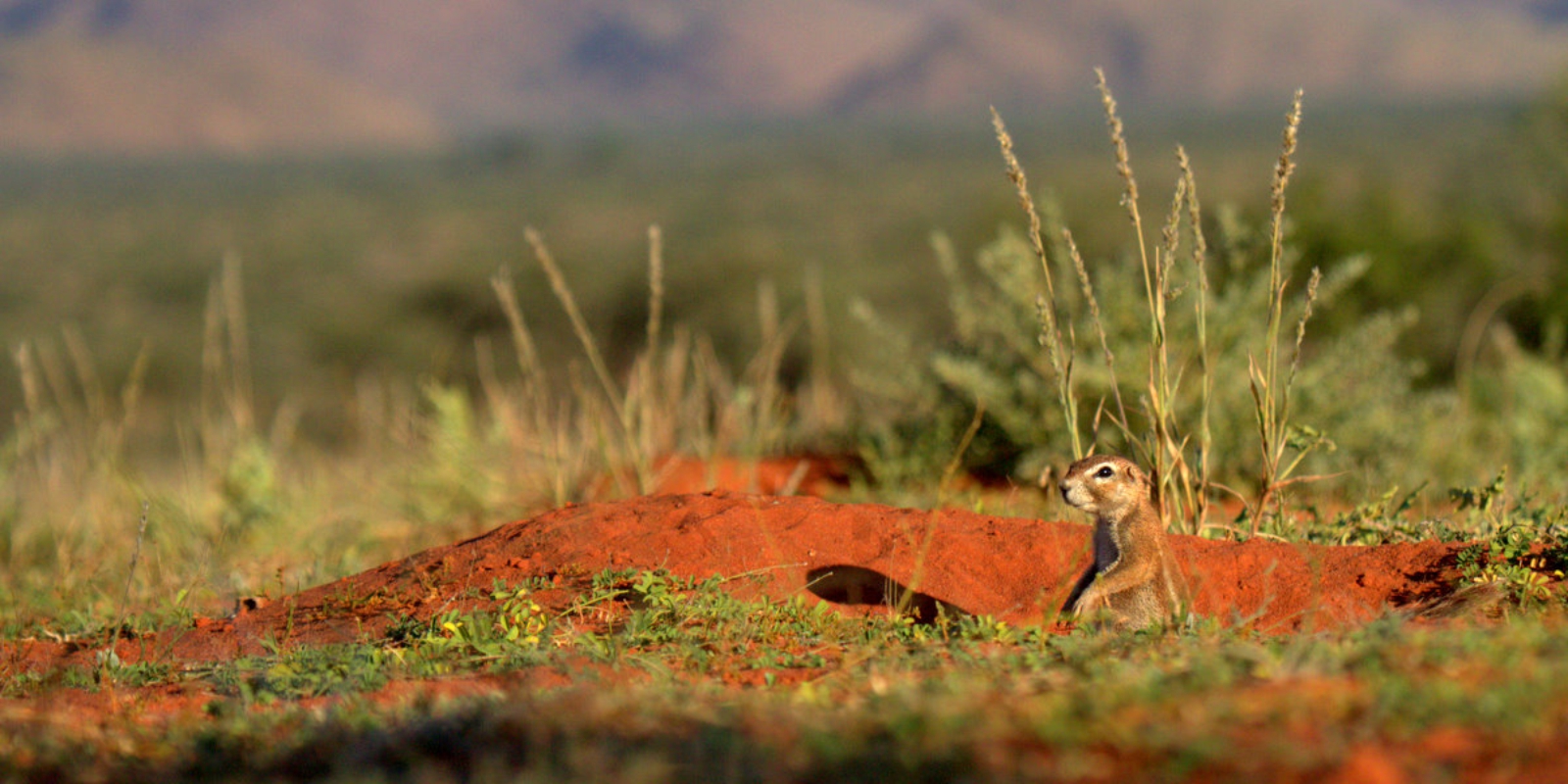 Ground squirrel in his burrow by Kyle Ansell