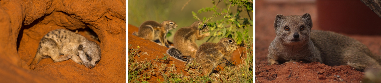 Meerkat and ground squirrel by Marcus Westberg; Mongoose by Kyle Ansell