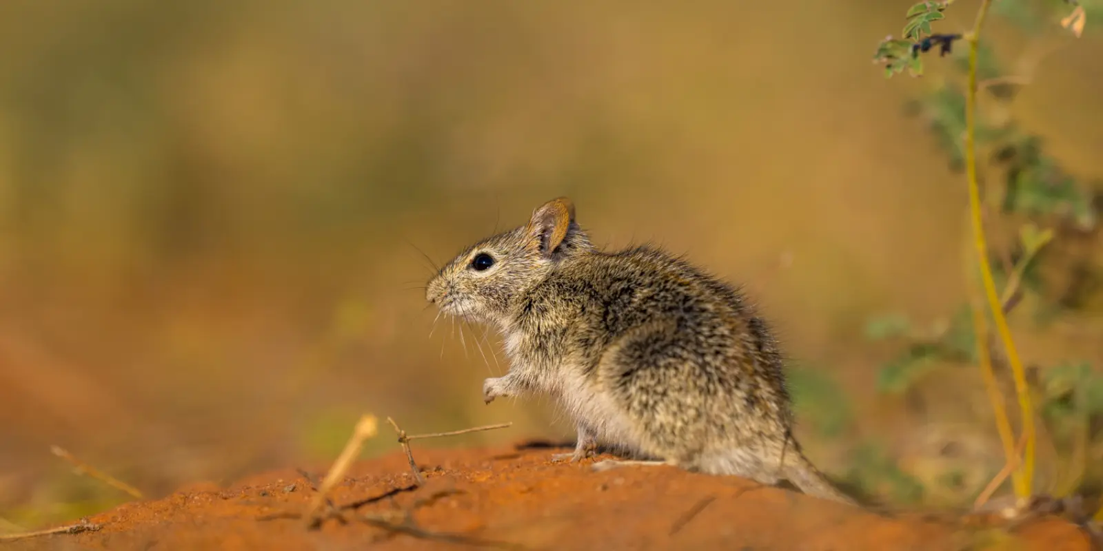 Field mouse on the sand