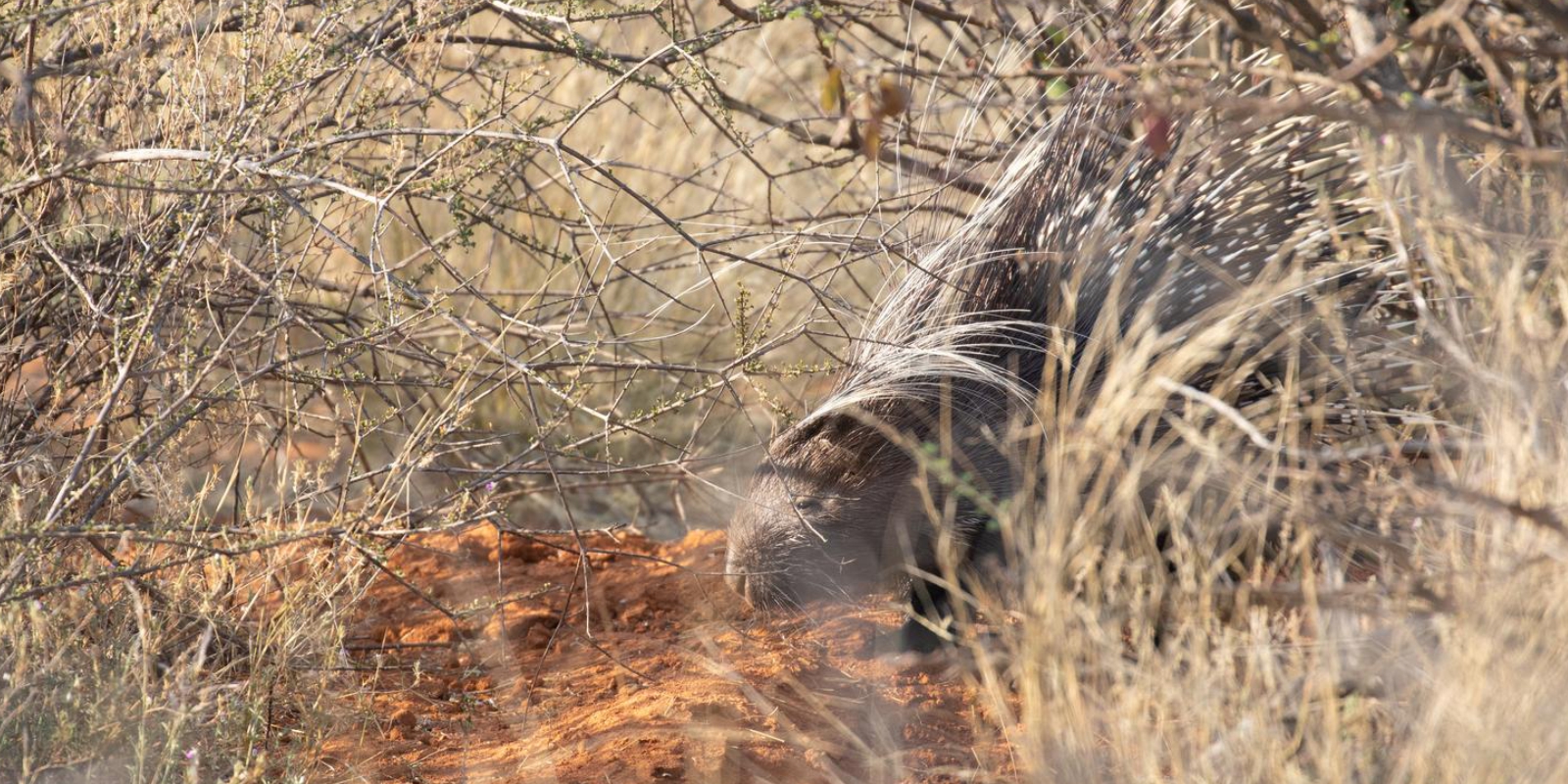 Porcupine