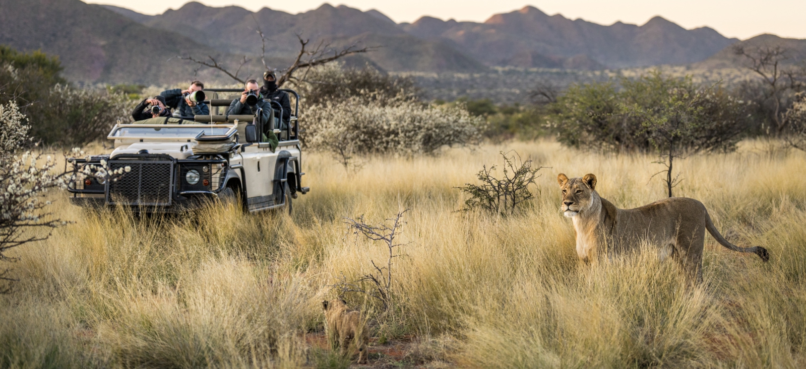 Private safari vehicle spending time with a lioness and cubs by Marcus Westberg