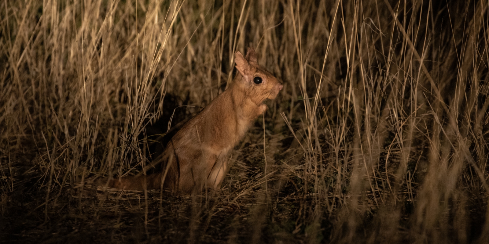 Spring hare at night