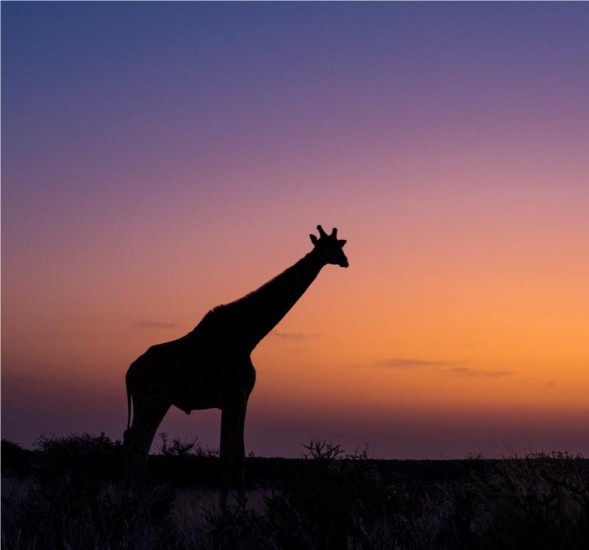 Giraffe silhoutte