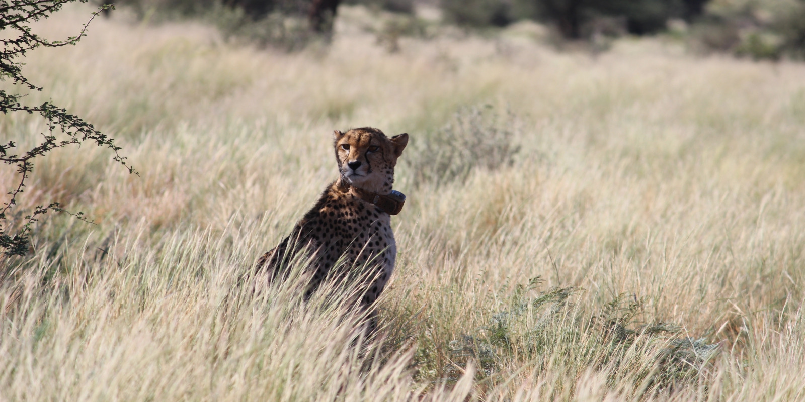 Collared female cheetah on Tswalu