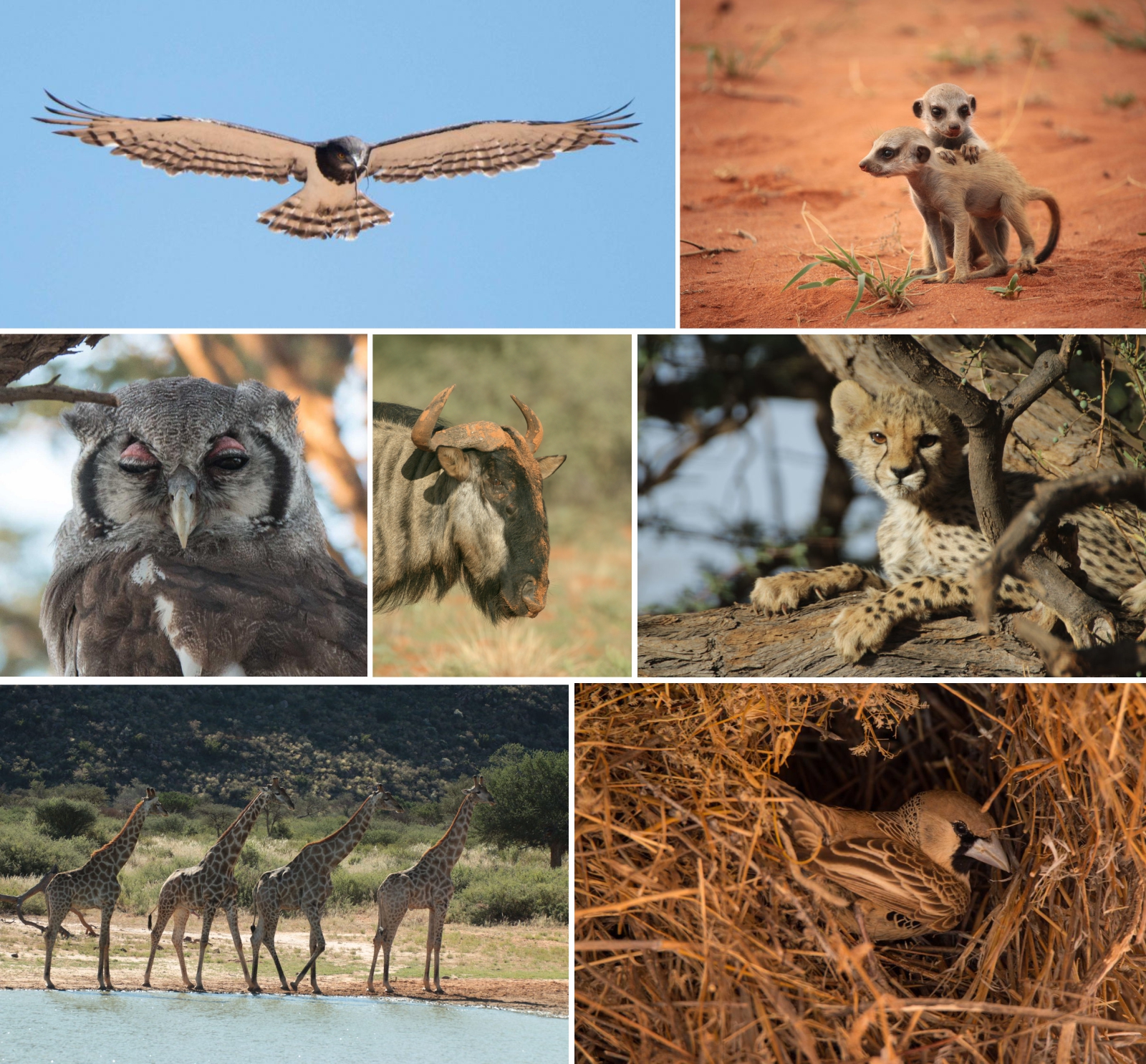 birds, meerkat pups, owl, wildebeest, cheetah and giraffe collage