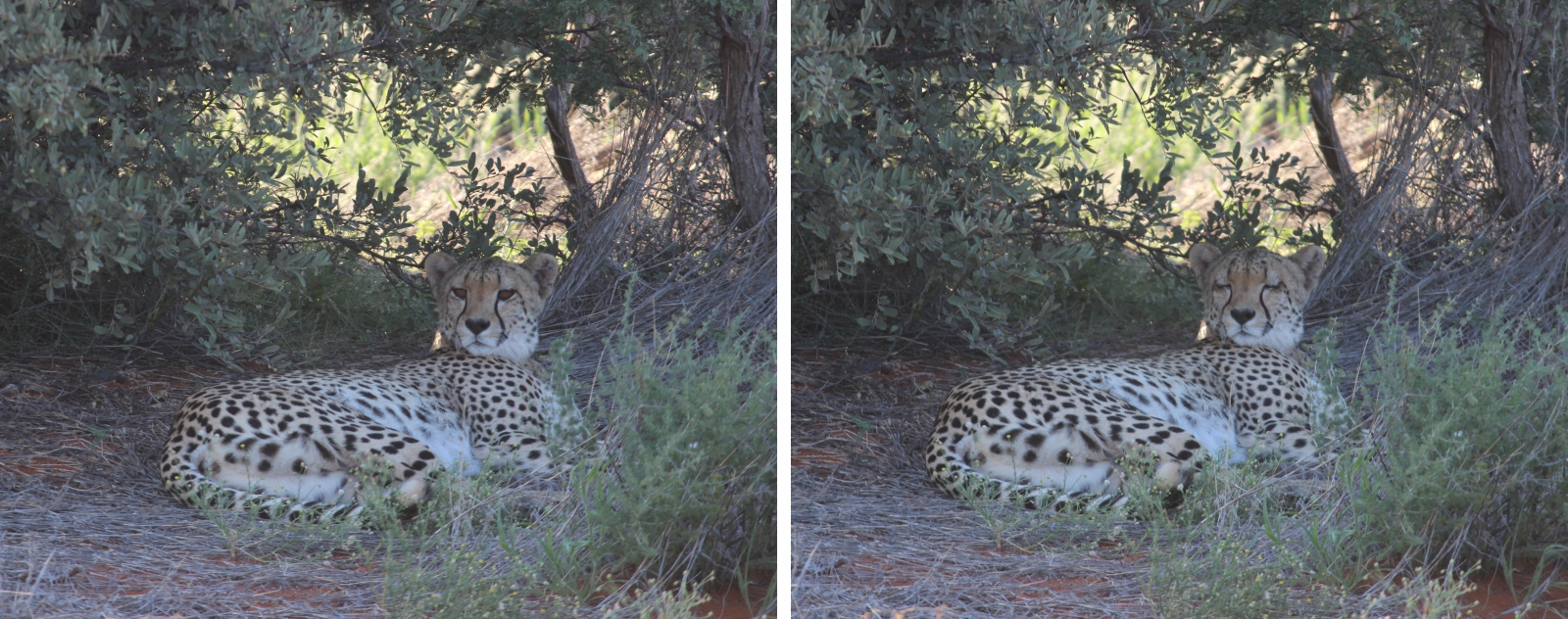 Female cheetah catching her breath after the hunt