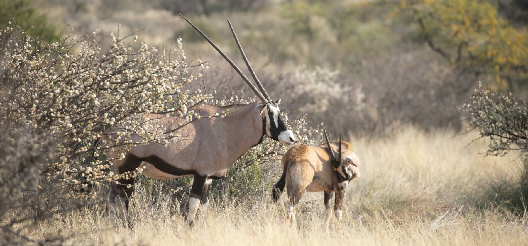 Gemsbok and calf enjoying the blossoms