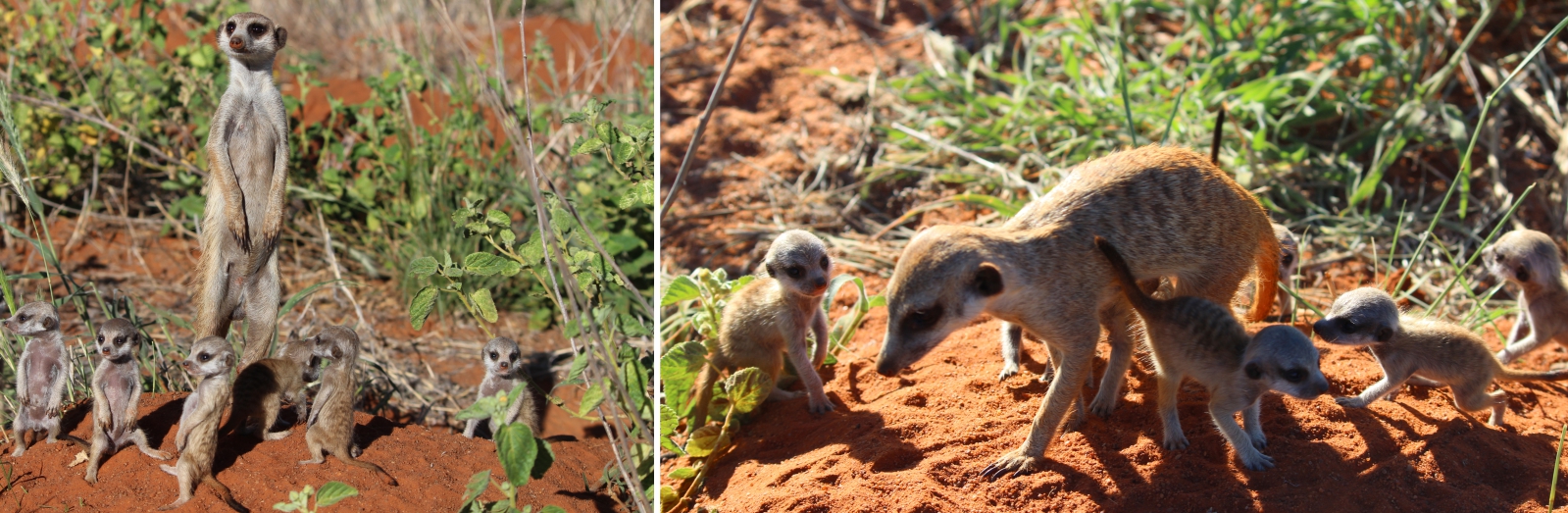 Meerkat babysitter with pups