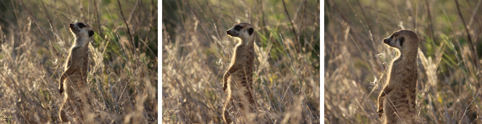 Meerkat sentinal at Tswalu