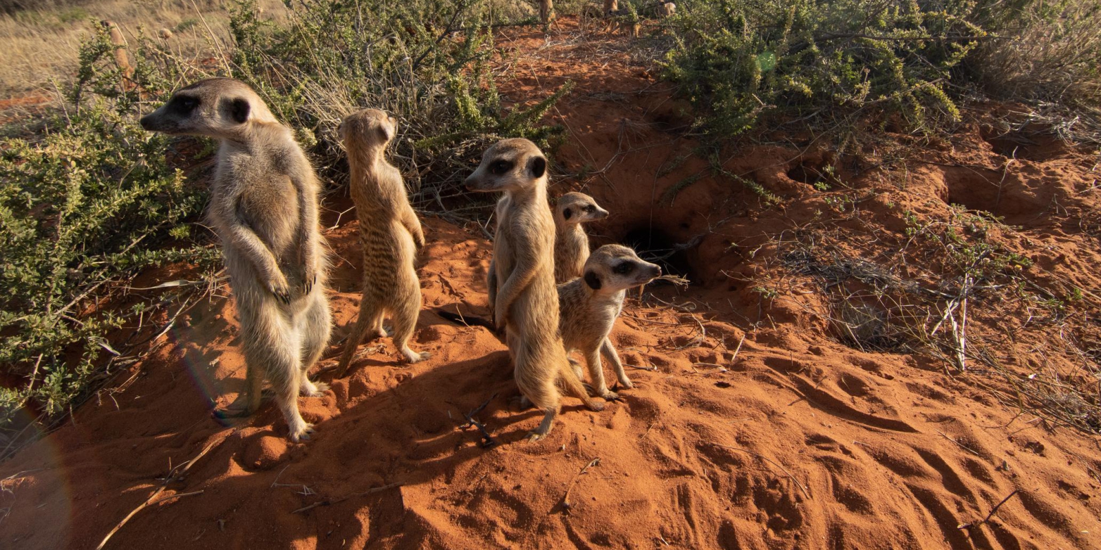 Mokala meerkats at the burrow entrance