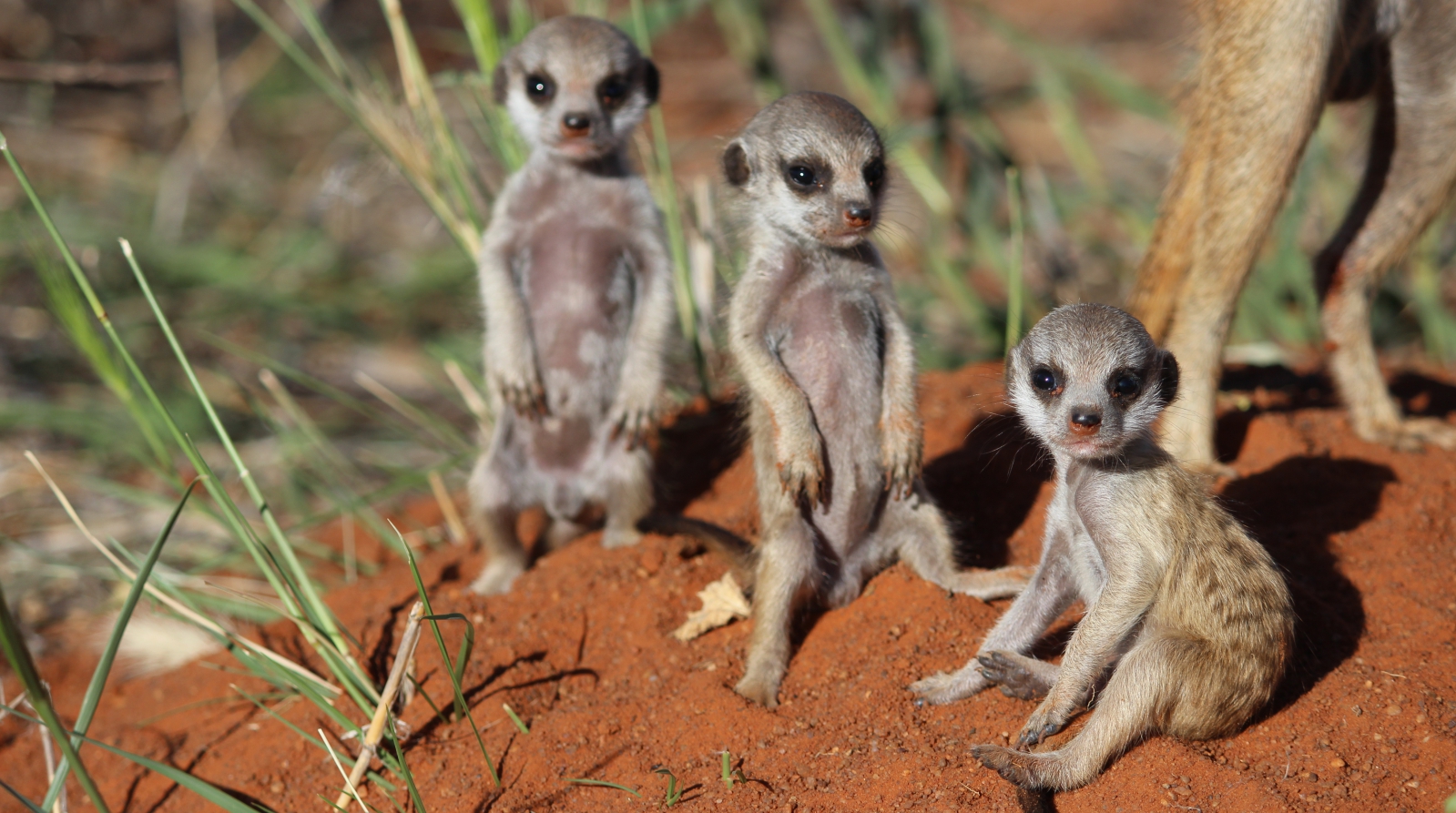 Mokala meerkat pups