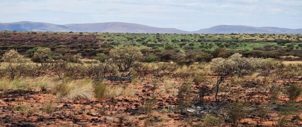 Photo showing a recently burnt area (to the left), a recovering burnt area (middle) and unburnt area (far right).