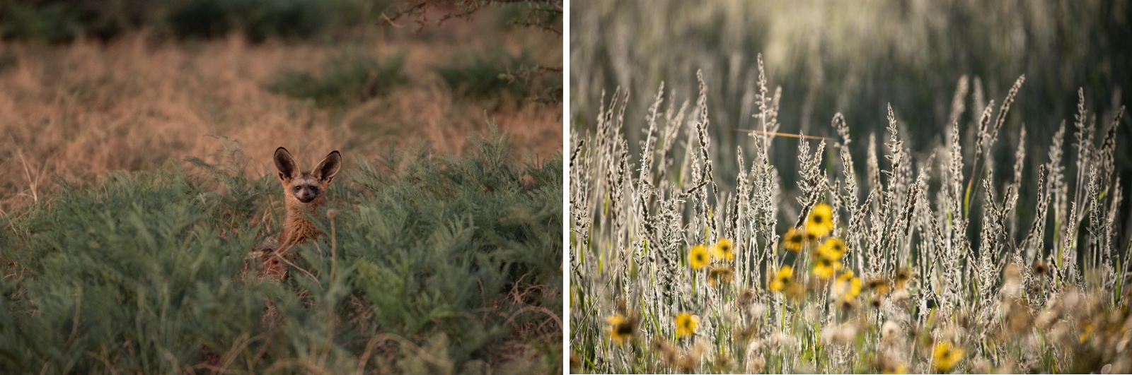 image 1: bat eared fox in the long grass; image 2: long grasses and summer flowers