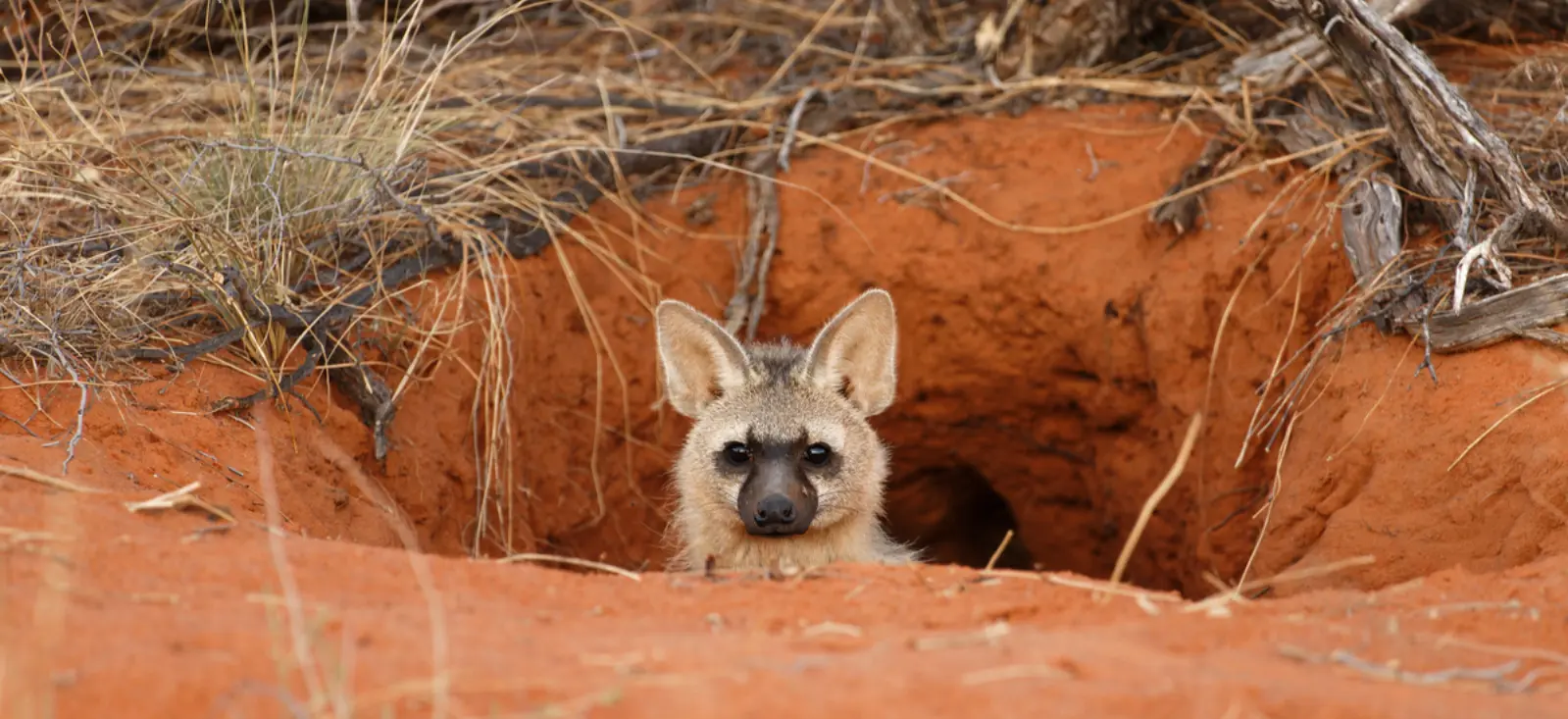 Aardwolf emerging from burrow