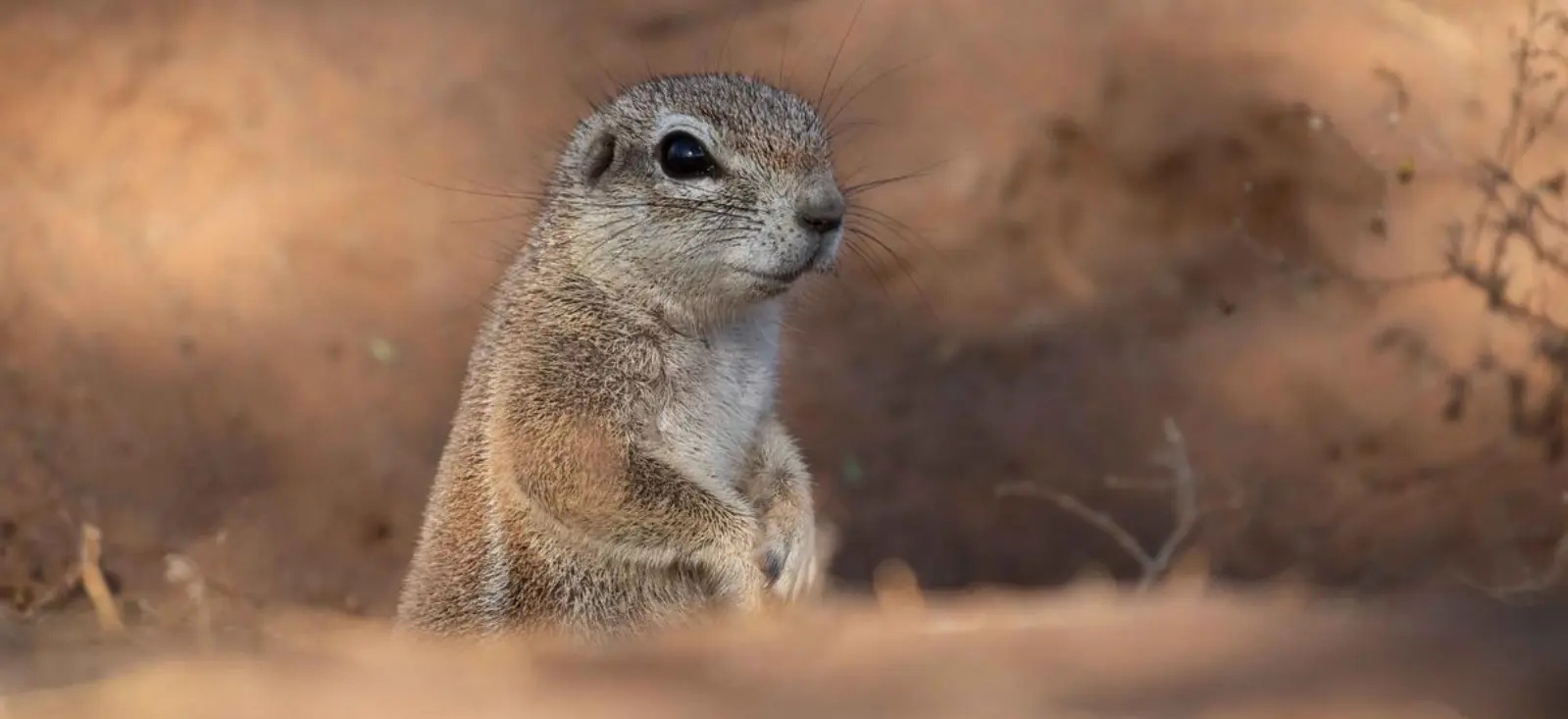 Cape ground squirrell in burrow