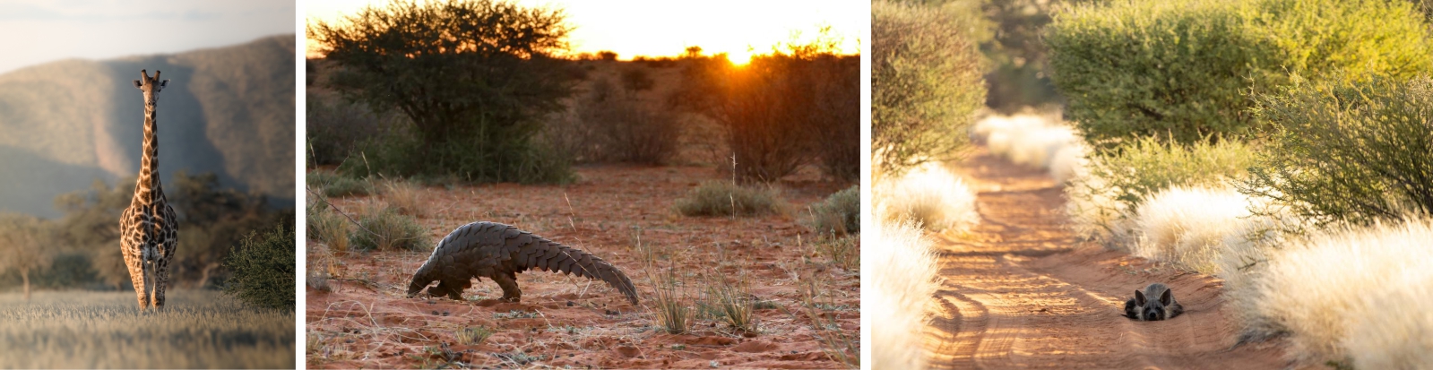 A photographic safari at Tswalu means you can take Iconic images at any time of the year