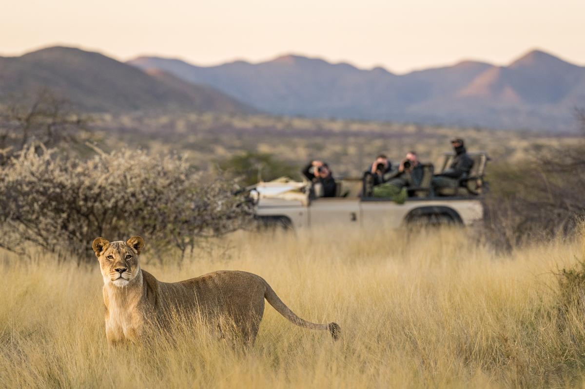 Lion sigting from the private safari vehicle