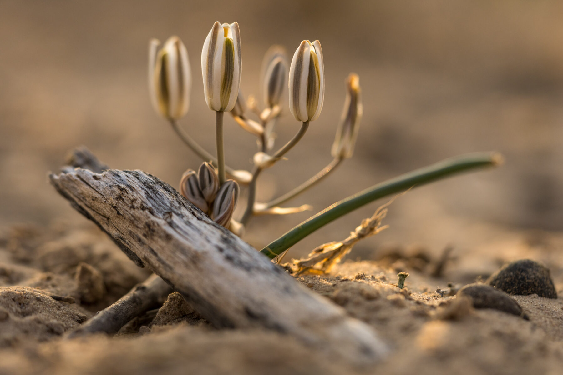 flower growing in the sand