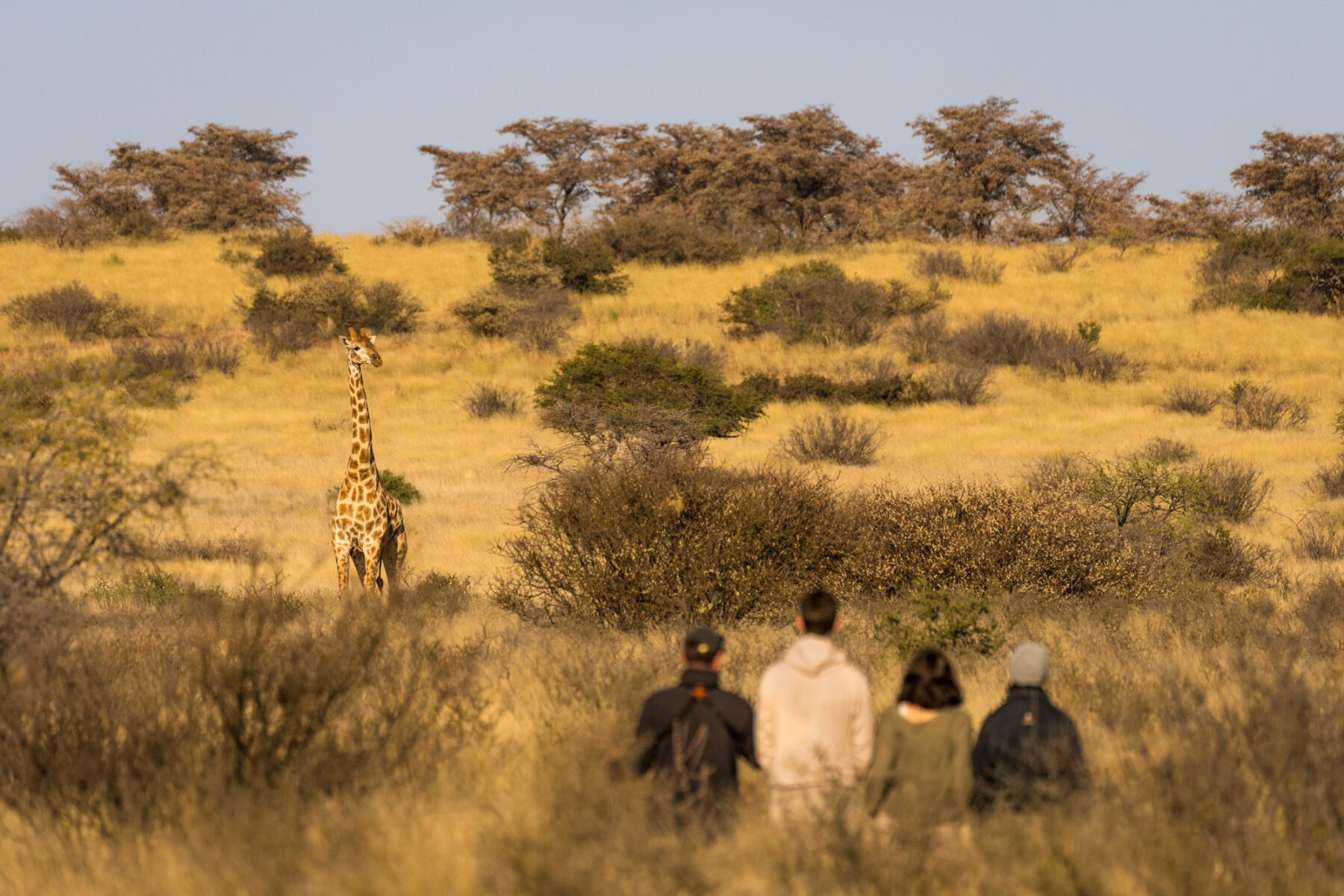 people on foot watching a giraffe