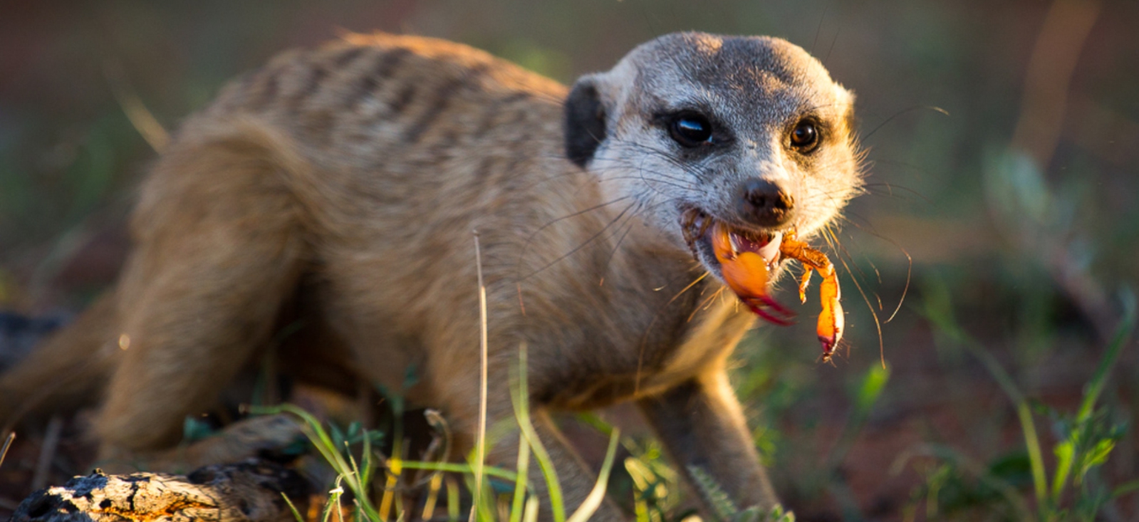 Meerkat eating a scorpion