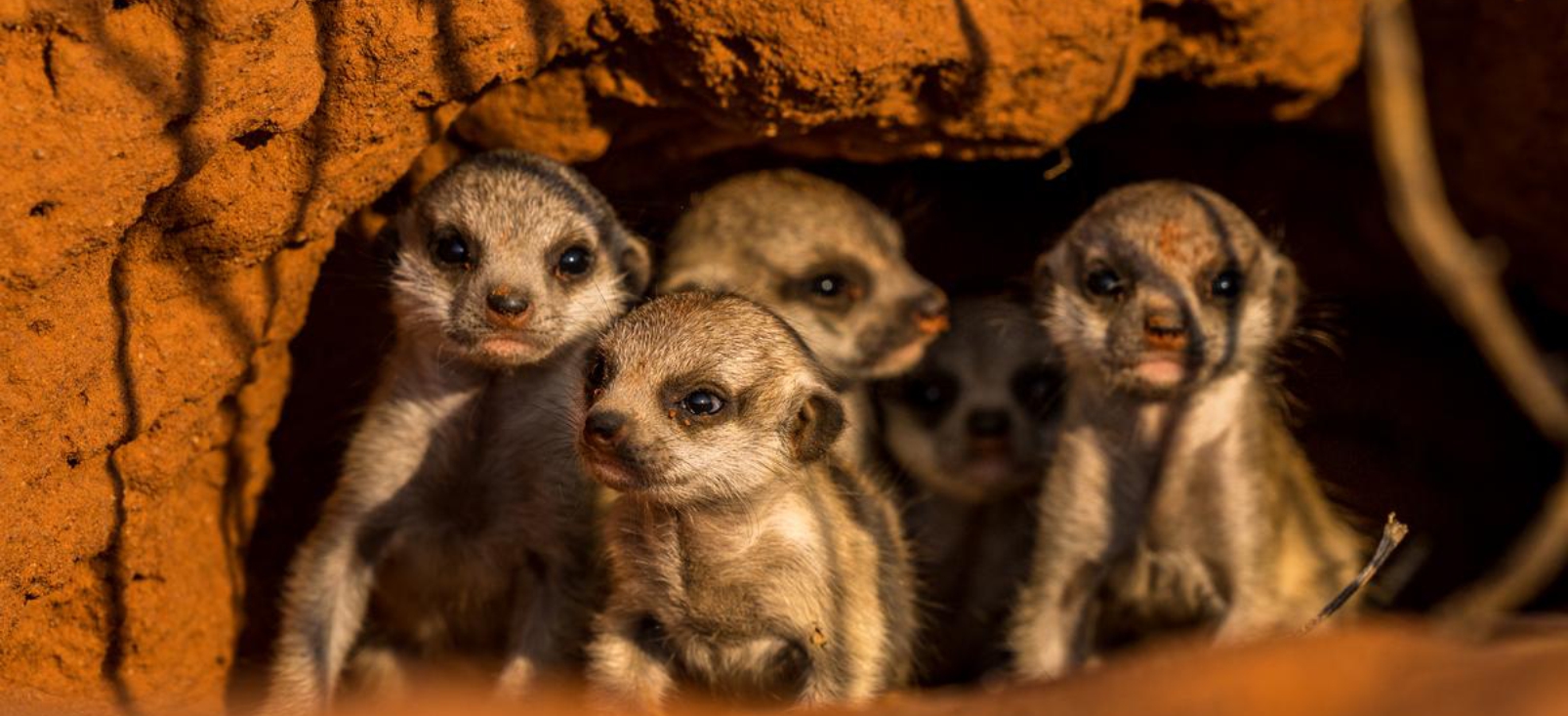 Meerkat pups in their burrow