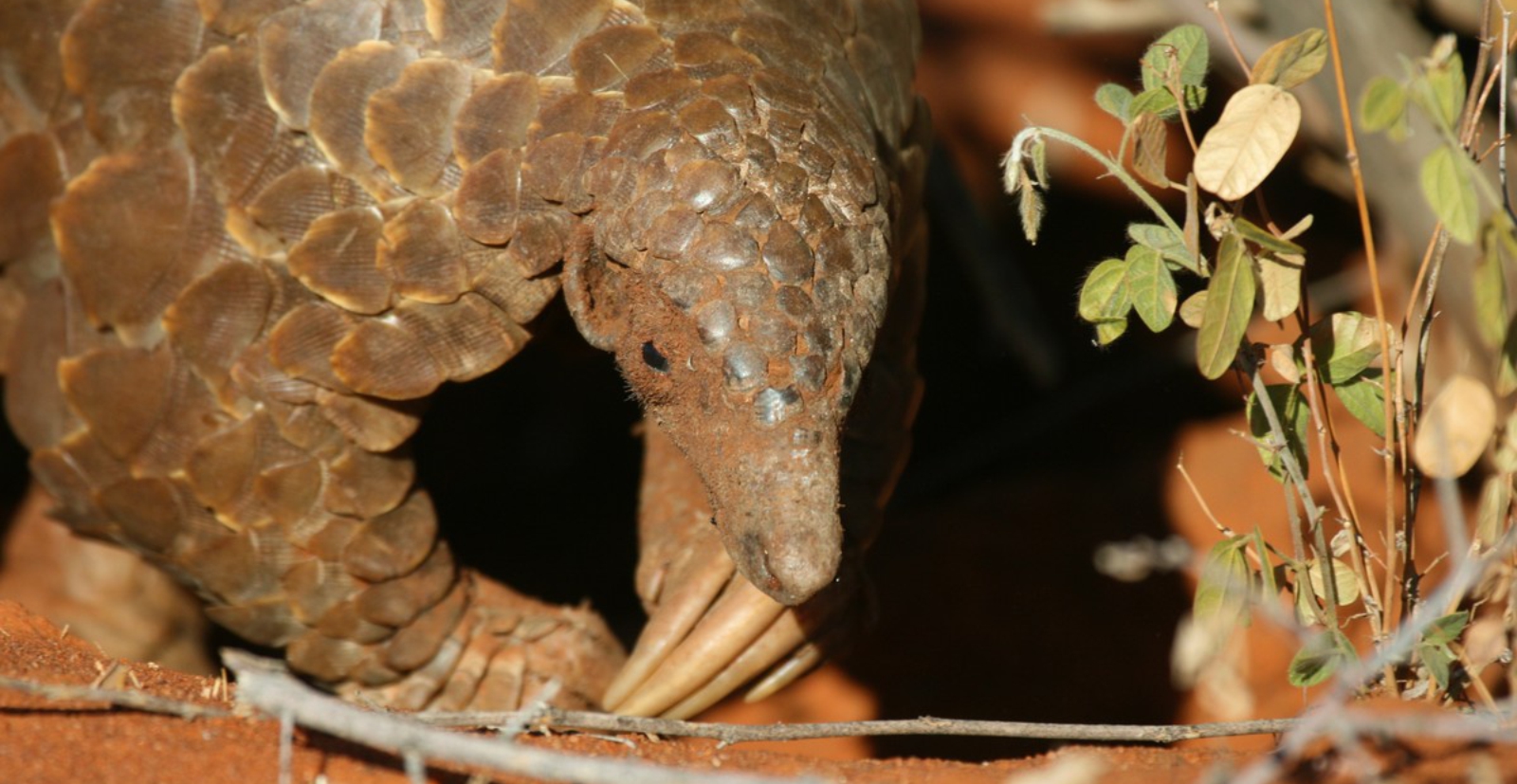 Pangolin outside burrow