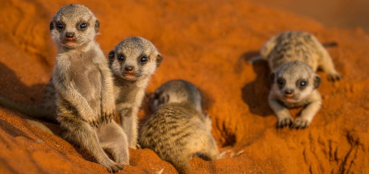 Meerkat pups playing in the sun