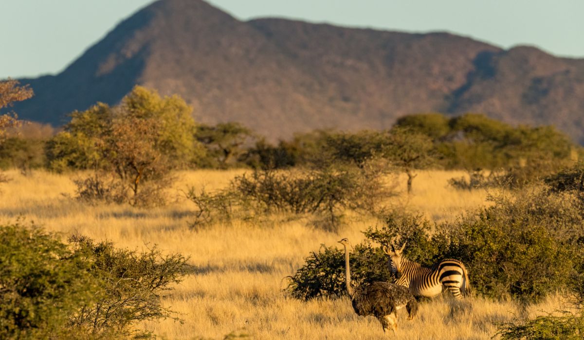 Biodiversity at Tswalu 