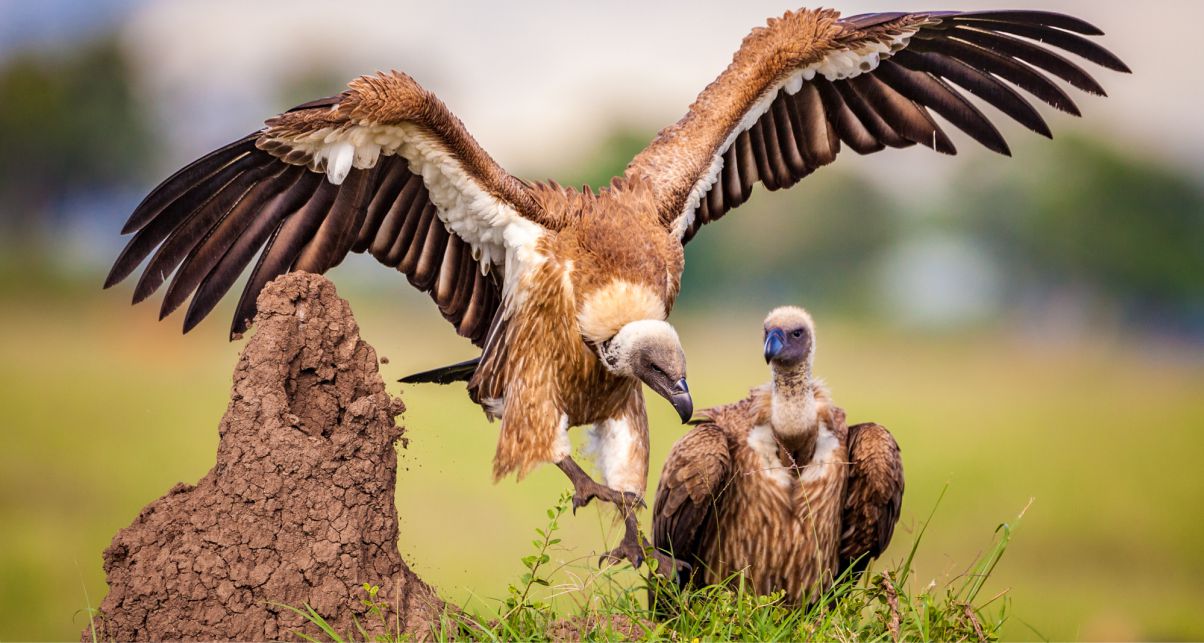 Vultures from Kenya, image by Marcus Westberg