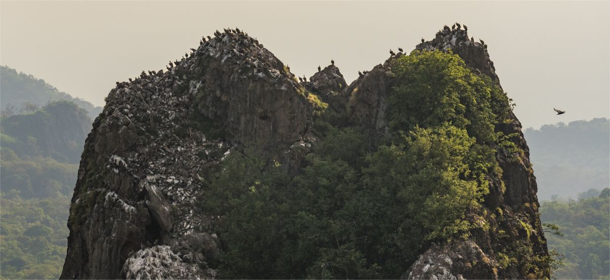 Vultures from South Sudan, image by Marcus Westberg