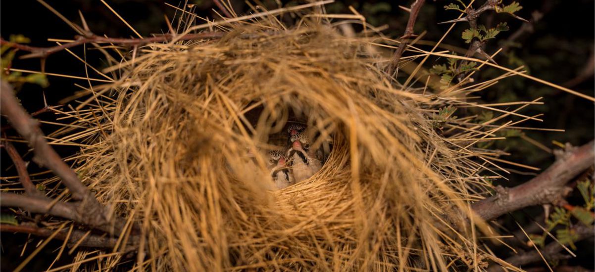 Scaly-feathered finches occupying a white-browed sparrow-weaver nest