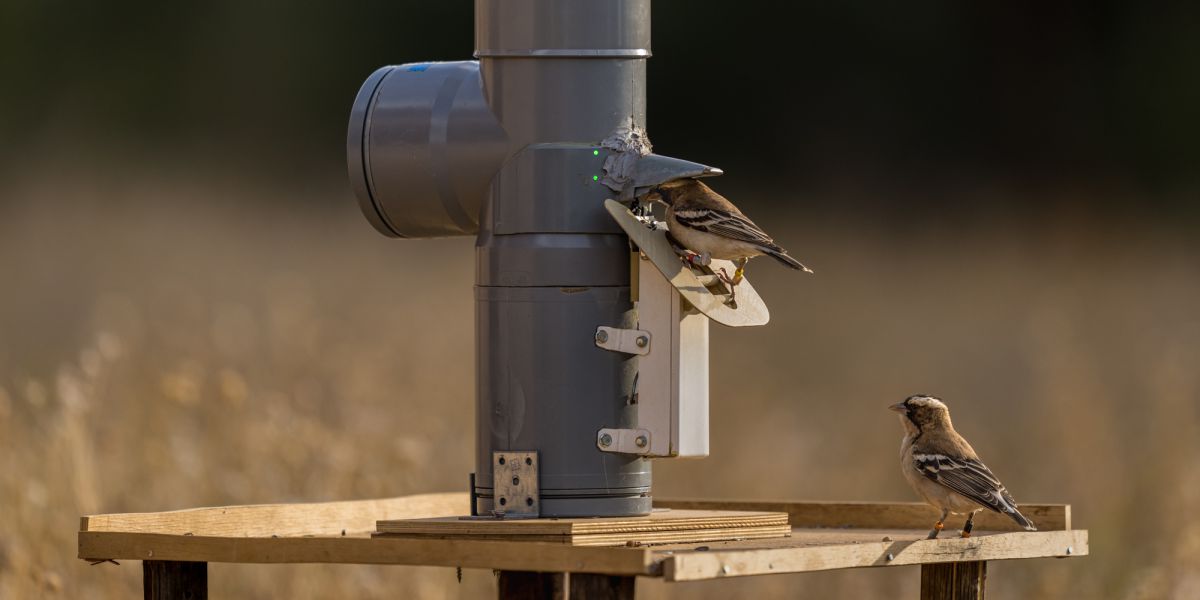 Snack-providing contraption for the white-browed sparrow weavers