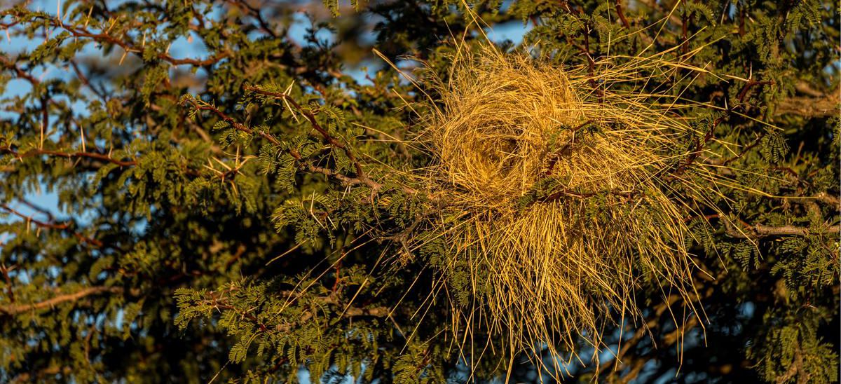 White-browed sparrow-weaver nest