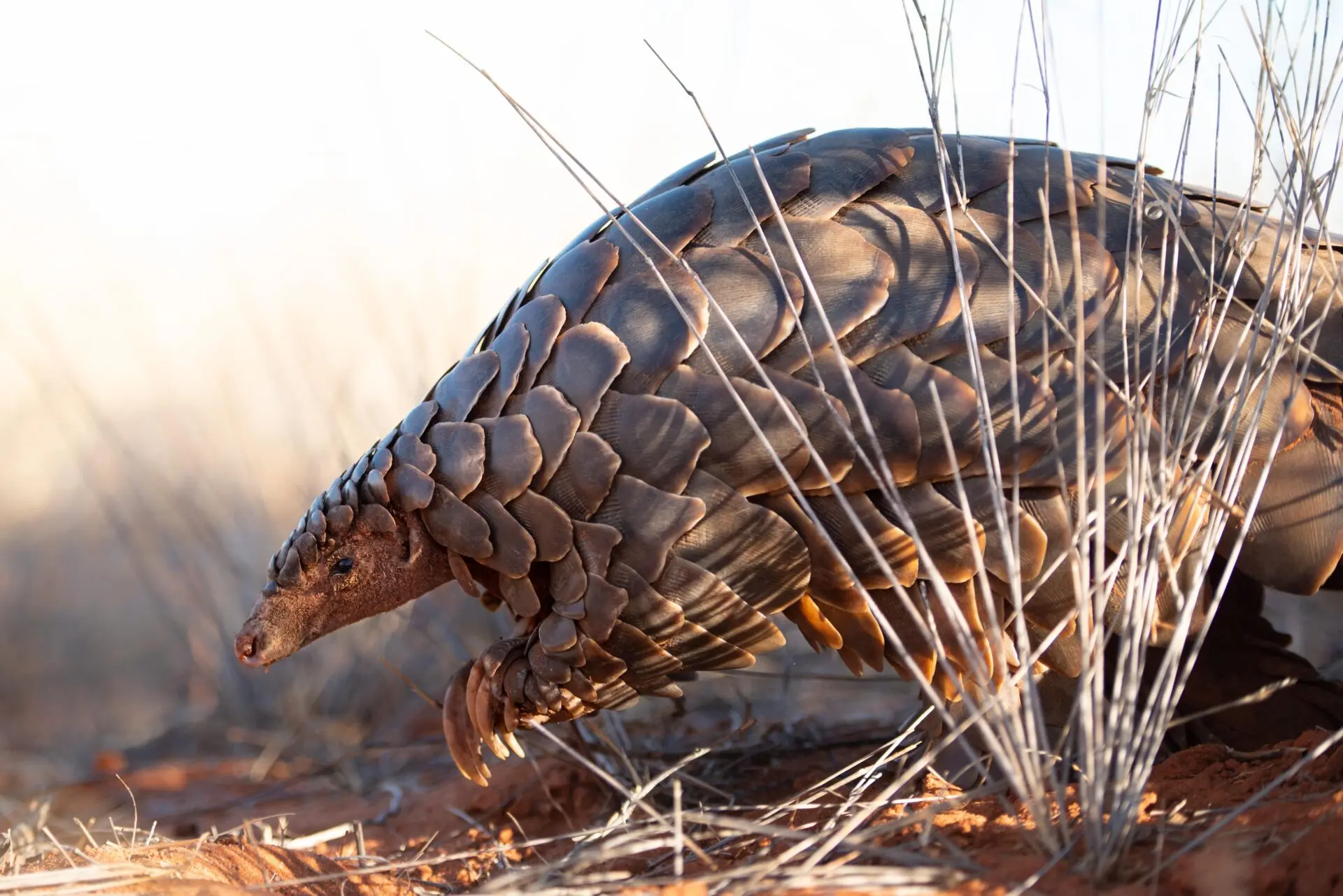 Pangolin Research | Conservation at Tswalu