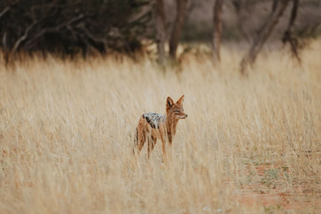 Outwitting the black-backed jackal | Tswalu
