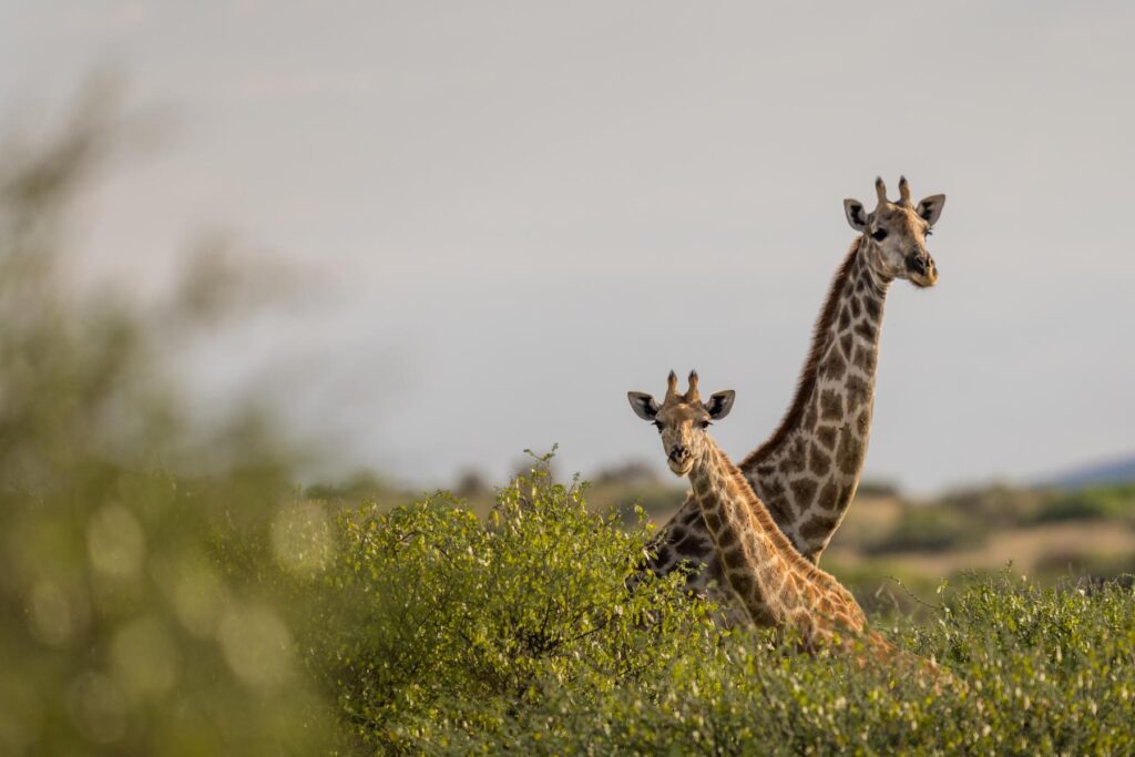 Giraffe in the Kalahari landscape at Tswalu after late summer rains